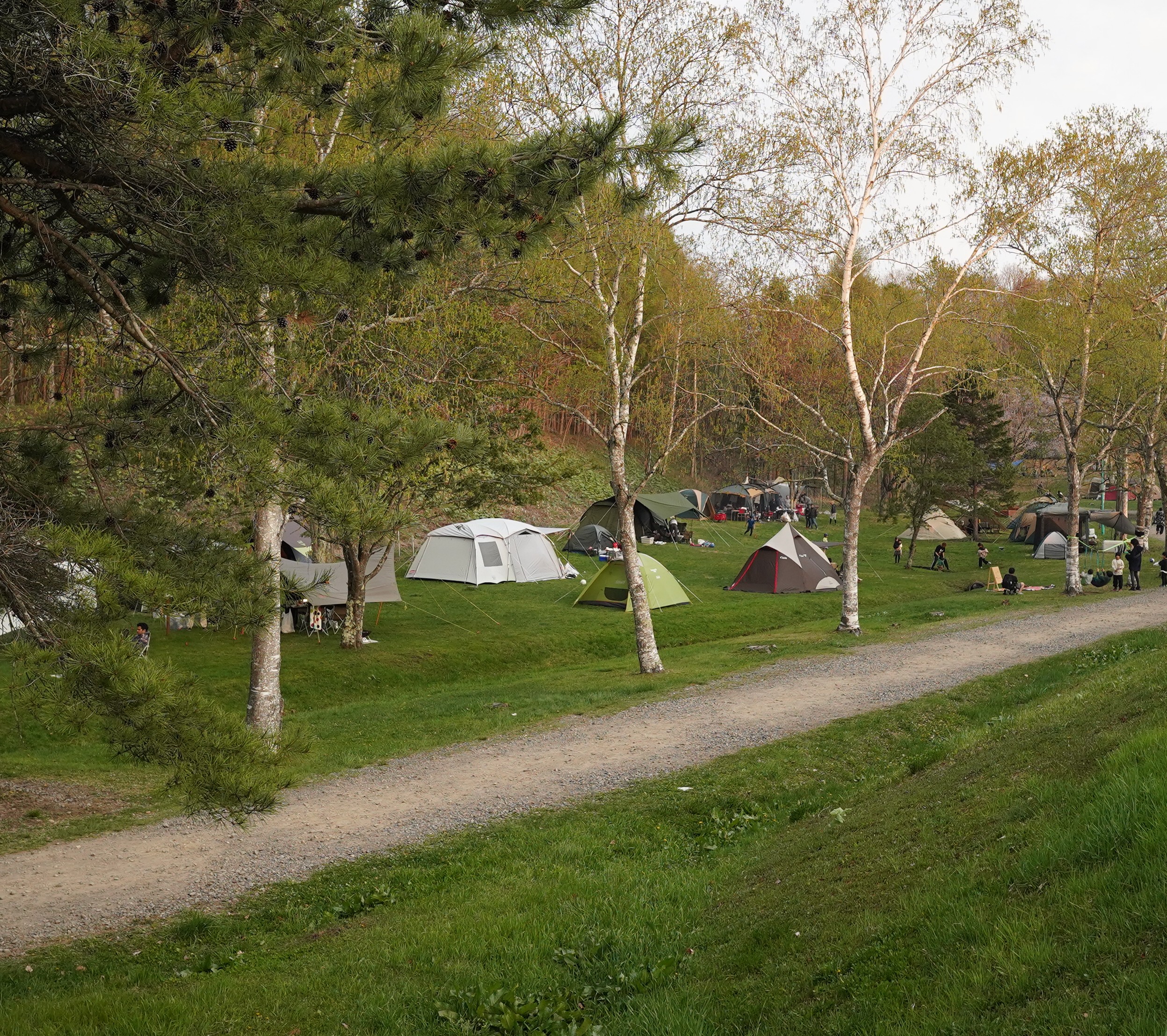 フリーサイト（大型）